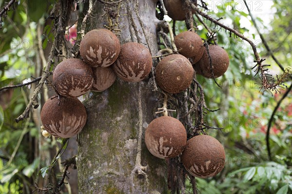 Fruits of the Cannonball Tree (Couroupita guianensi)
