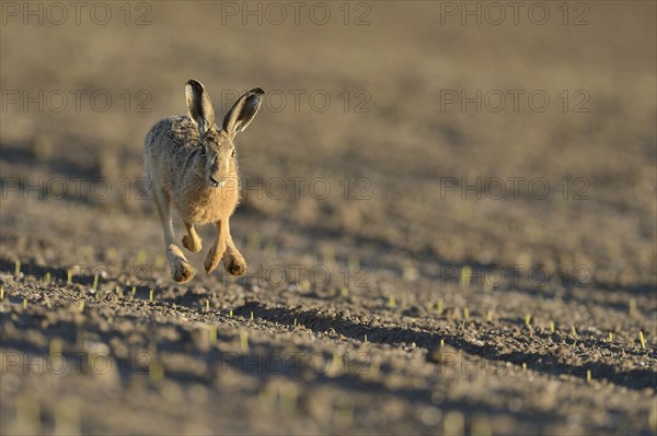 Running hare (Lepus europaeus) in a field