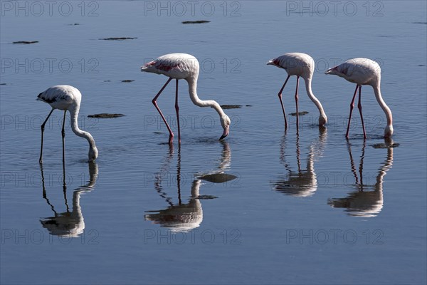 Greater Flamingos (Phoenicopterus roseus)