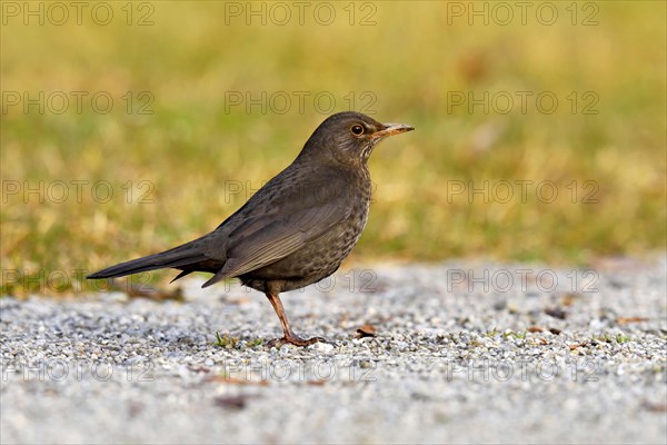 Blackbird (Turdus merula) foraging