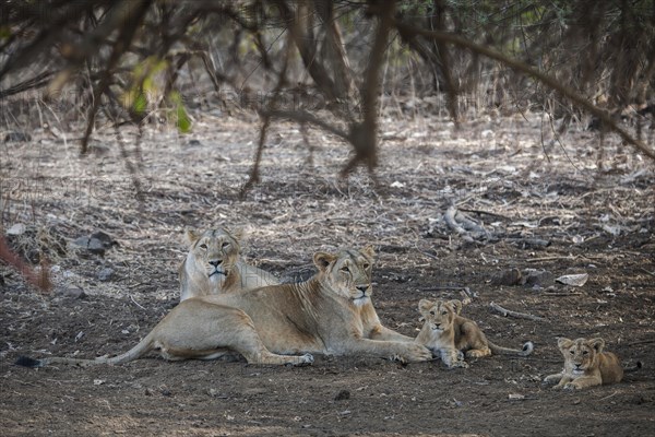 Asiatic lion (Panthera leo persica)