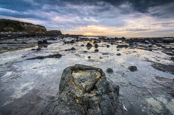 Petrified tree trunks