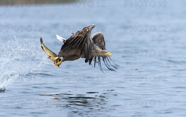 White-tailed Eagle or Sea Eagle (Haliaeetus albicilla) in flight
