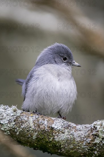 Grey-throated Tit-flycatcher (Myioparus griseigularis)
