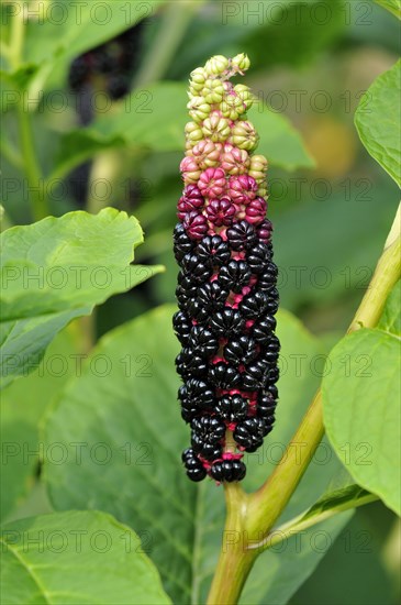 Pokeweed (Phytolacca acinosa)