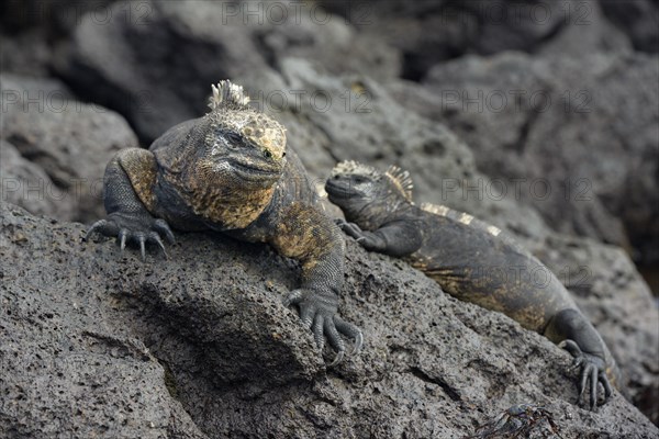 Marine iguanas (Amblyrhynchus cristatus)