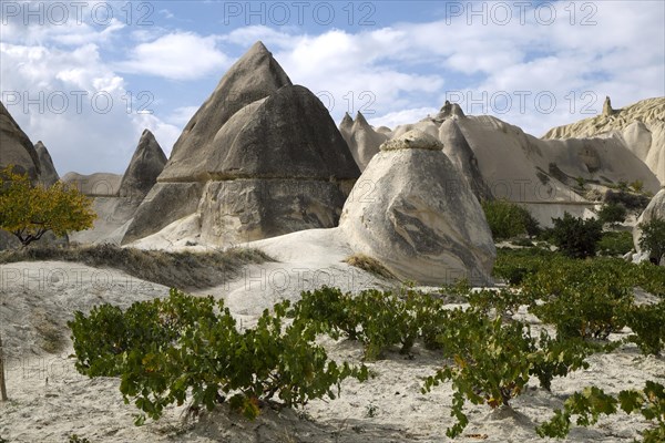 Vines and tufa formations in Love Valley