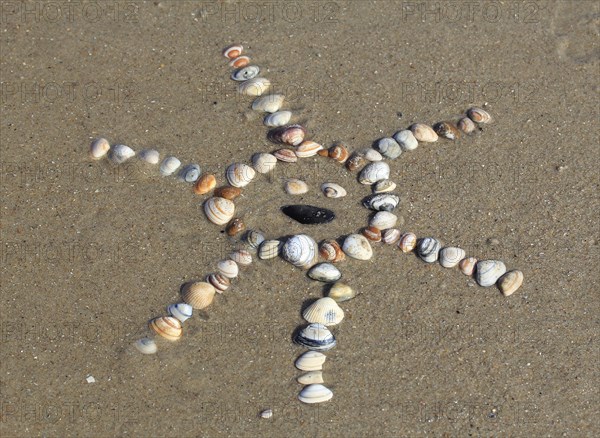 Cockles (Cerastoderma edule) arranged in the shape of a sun in the sand
