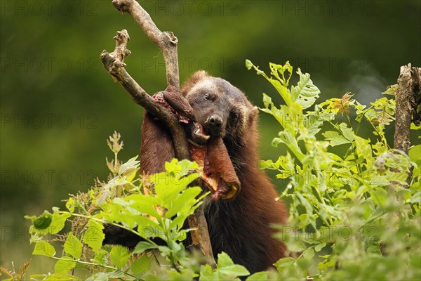 Wolverine (Gulo gulo) feeding on deerskin