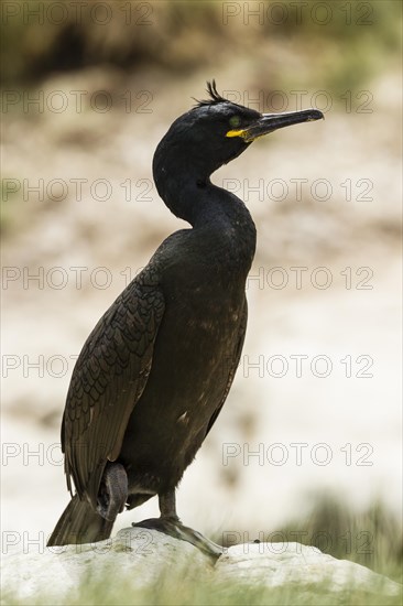 European Shag (Phalacrocorax aristotelis)