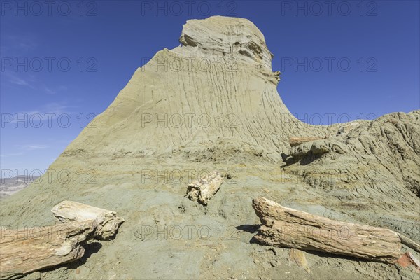 Petrified forest Bosque Petrificado National Monument
