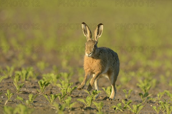 Running hare (Lepus europaeus) in a field