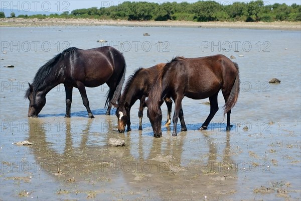 Wild horses with a foal at the pond of Pauli Majori