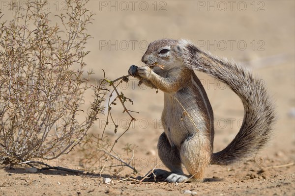 Cape ground squirrel (Xerus inauris)
