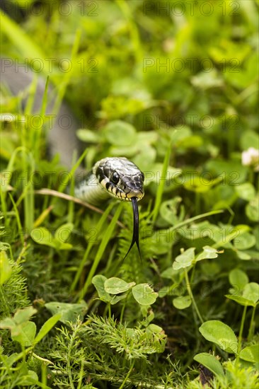 Grass snake (Natrix Natrix)