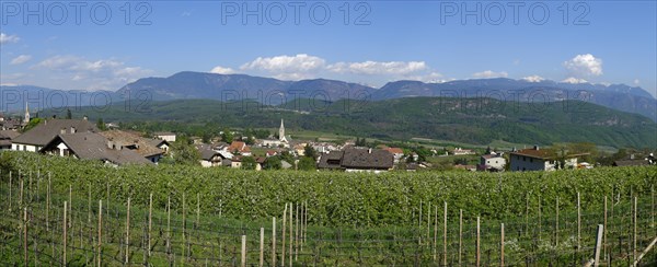 Vines