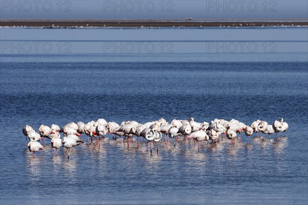 Greater Flamingos (Phoenicopterus roseus)