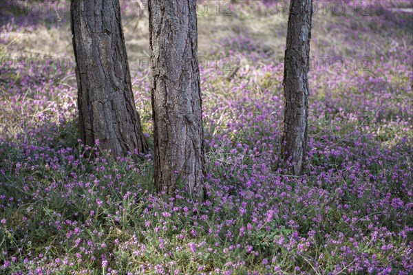 Blooming spring heaths (Erica carnea) in a forest