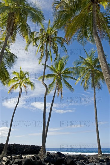 Palm grove