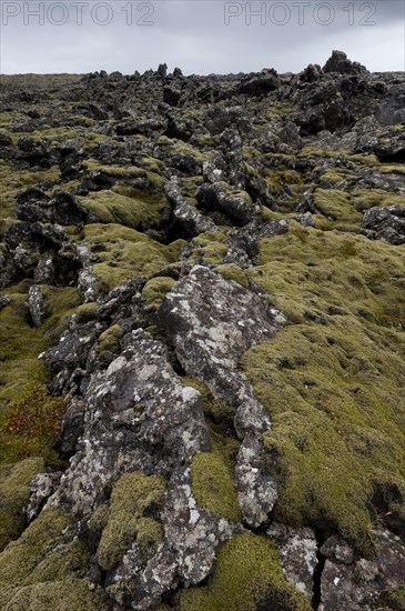 Elongate Rock Moss (Niphotrichum elongatum) growing in a lava field