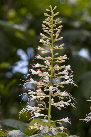 Inflorescence