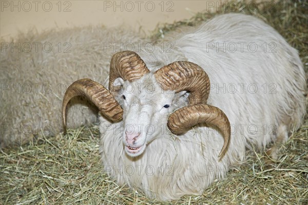 Skudde
