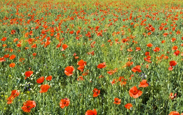 Meadow with many wild red poppies