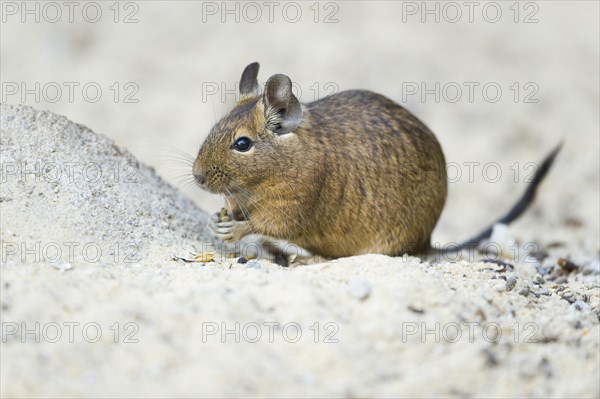 Degu (Octodon degus)