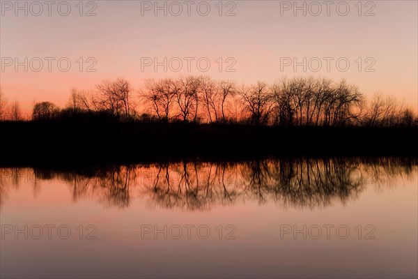 Reflection of trees in a pond