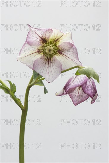Lenten rose (Helleborus orientalis hybrids 'Picotee')