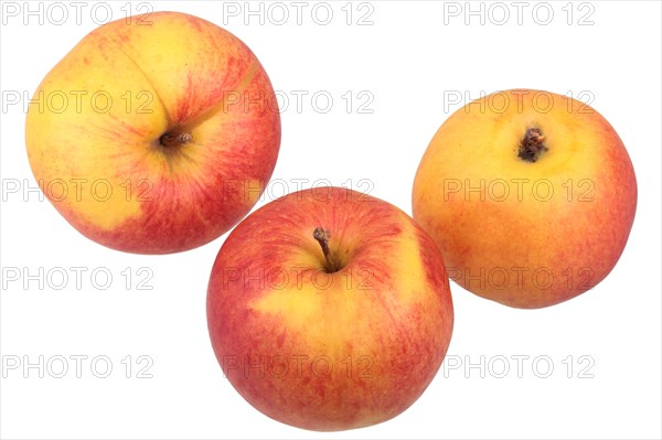 Apple variety Jonagold