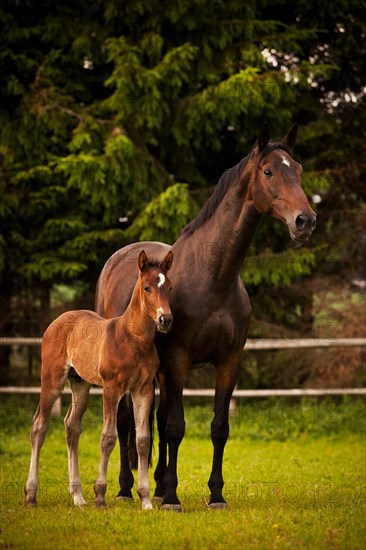 Brown mare and foal