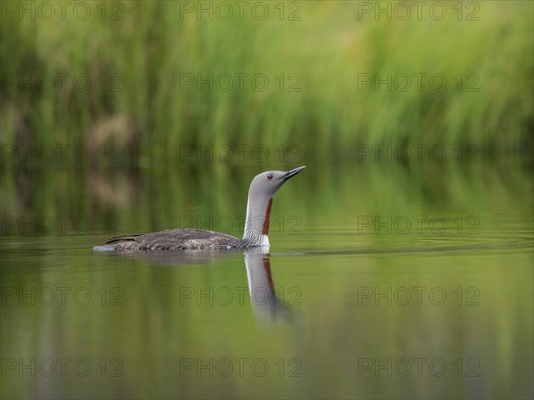 Red-throated loon (Gavia stellata)