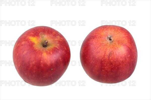 Apple variety Geheimrat Dr. Oldenburg