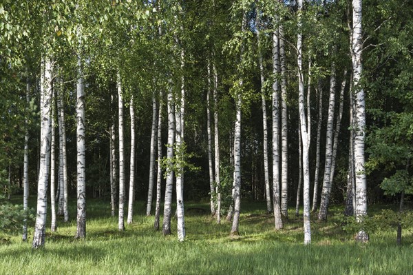 Birch forest (Betula) on the Baltic coast of the Baltic Sea