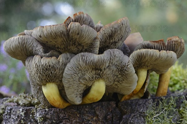 Conifer Tuft (Hypholoma capnoides)