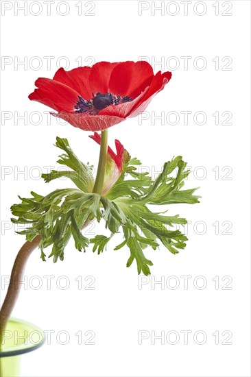 Poppy Anemone or Spanish Marigold (Anemone coronaria)