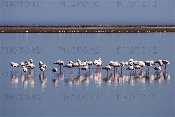 Greater Flamingos (Phoenicopterus roseus)