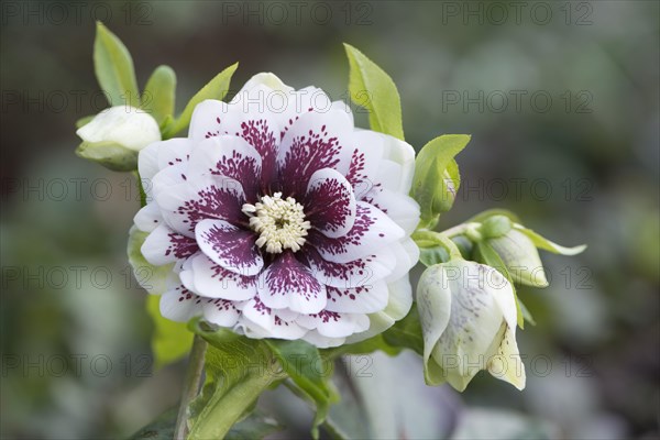 Hellebore (Helleborus orientalis hybrid)