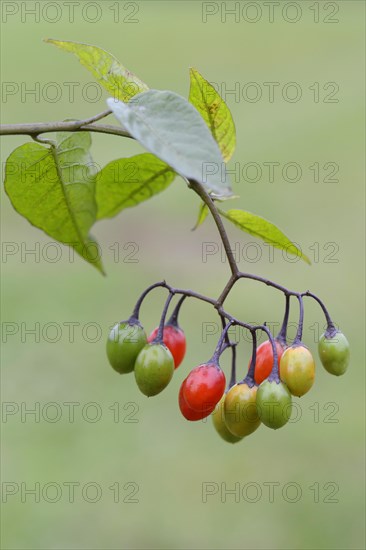 Bittersweet Nightshade (Solanum dulcamara)