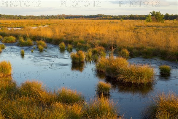 Moor in the evening light in autumn