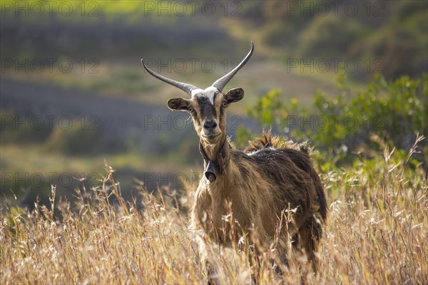 Goat (Capra)