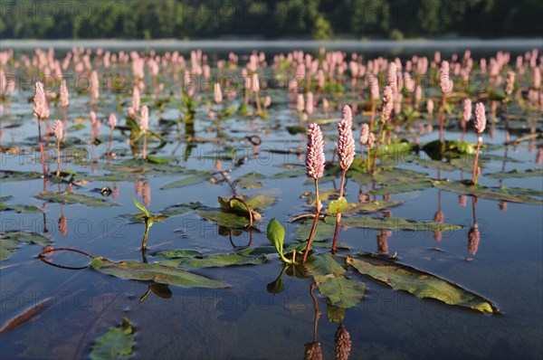 Water knotweed (Persicaria amphibia) in a lake
