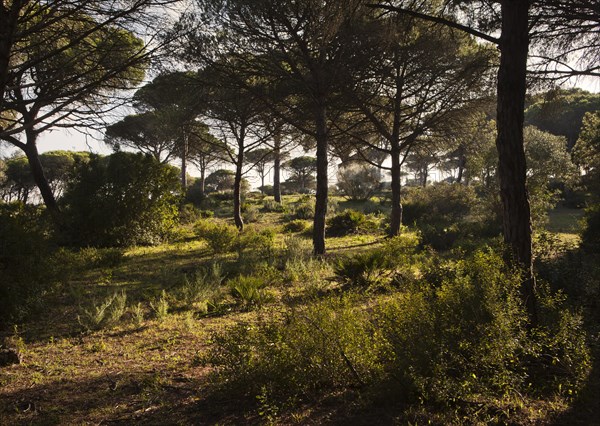 Pine forest