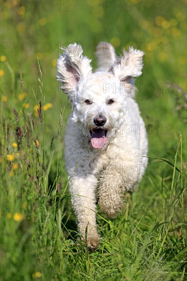 Labradoodle