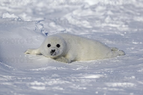 Harp Seal or Saddleback Seal (Pagophilus groenlandicus