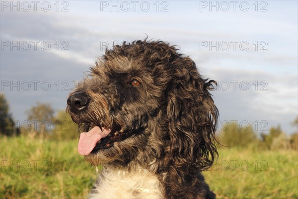 Aussiedoodle