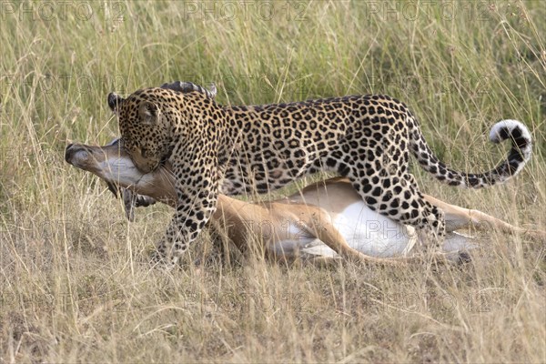 African Leopard (Panthera pardus pardus) adult