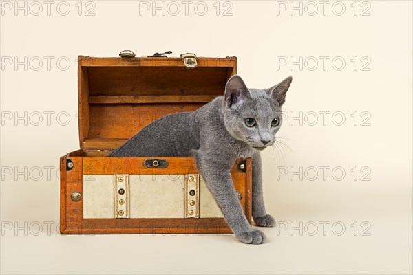 Russian Blue kitten