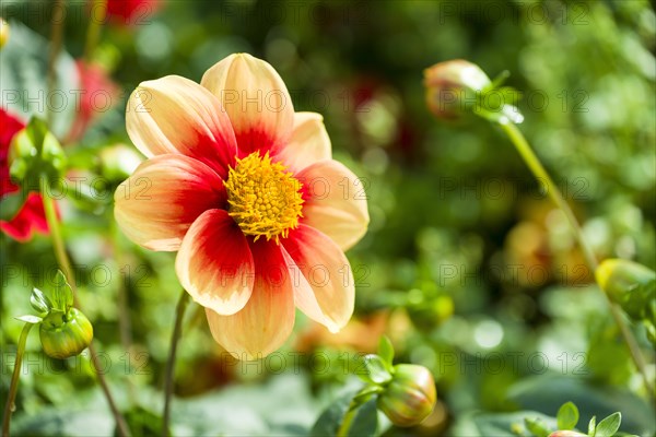 The blossom of a Dahlia 'Schloss Reinbeck'
